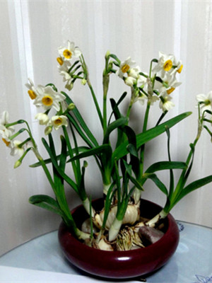 水仙花0.3-宁波花卉出租