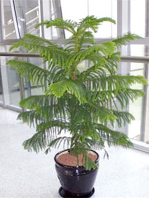 南洋杉1.3-宁波绿植租赁