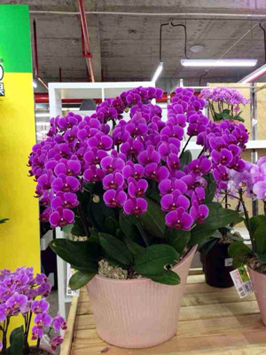 紫色0.5蝴蝶兰-宁波花卉出租