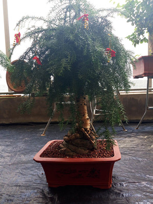 澳洲杉1.0-宁波绿植租赁