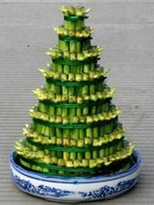 开运竹塔0.3-宁波绿植租赁