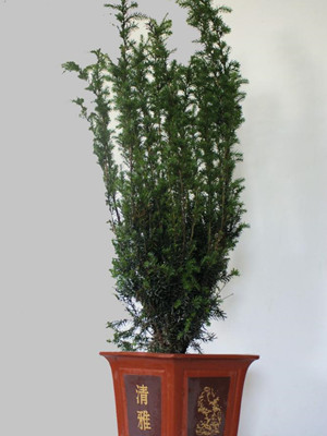 红豆杉1.5-宁波绿植租赁