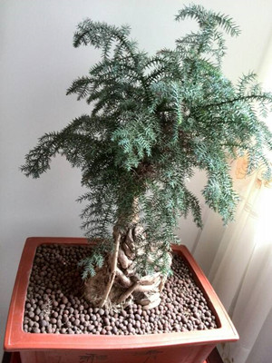 澳洲杉0.4-宁波绿植租赁