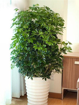 鸭脚木1.6-宁波绿植租赁