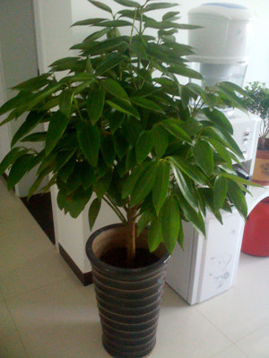 平安树1.6-宁波绿植租赁