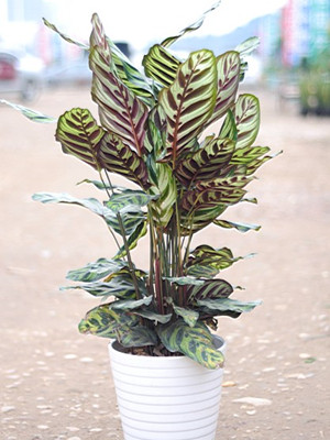 孔雀竹芋0.6-宁波绿植出租
