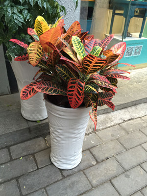 变叶木0.5-宁波绿植出租