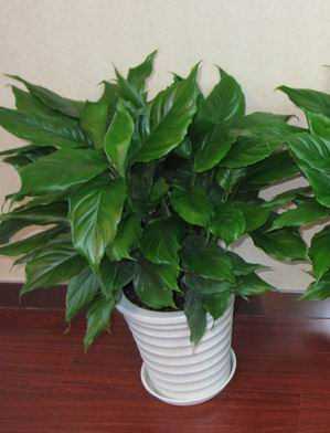 万年青0.5-宁波绿植出租