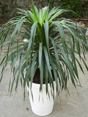 单枝龙须铁0.5-宁波绿植出租