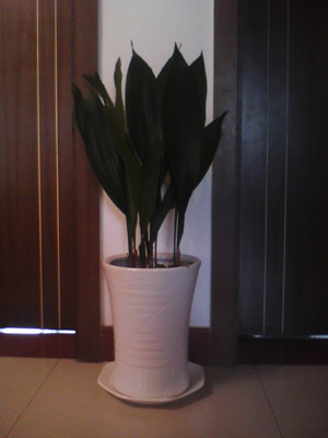 一叶兰0.6-宁波绿植出租