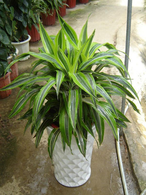 巴西美人0.4-宁波绿植出租