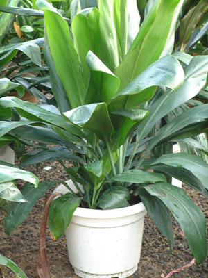 青铁0.5-宁波绿植出租