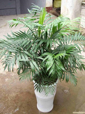 袖珍椰子0.5-宁波绿植出租