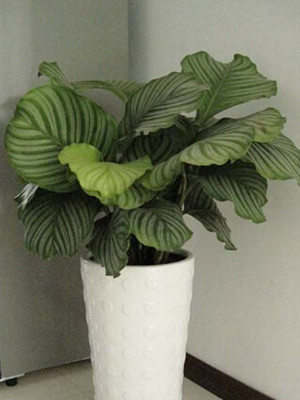 苹果竹芋0.6-宁波绿植出租