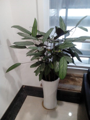 飞羽竹芋0.6-宁波绿植出租