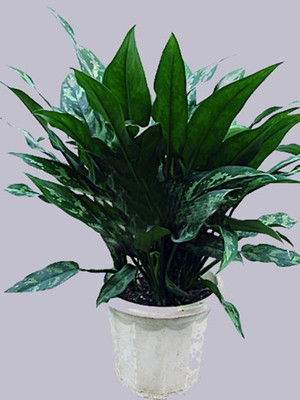 黑美人0.4-宁波绿植出租