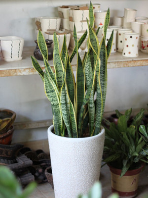 虎皮兰0.6-宁波绿植出租