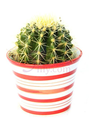 小仙人球0.2-宁波盆栽租赁