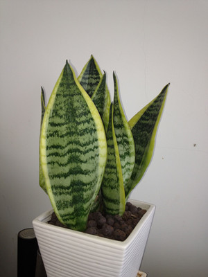 小虎皮兰0.2-宁波盆栽租赁