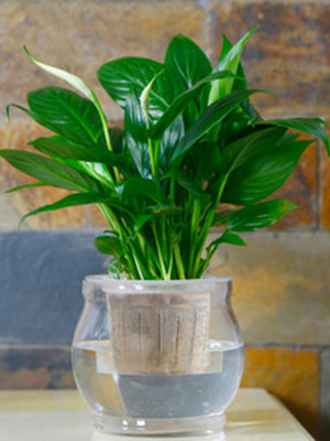 白掌-宁波盆栽租赁