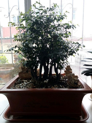 小叶紫檀0.4-宁波绿植租赁