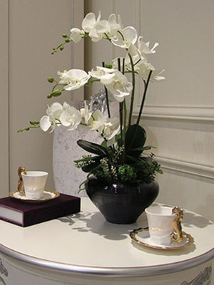 白色蝴蝶兰0.5-宁波花卉出租
