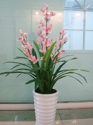 蕙兰0.5-宁波花卉出租