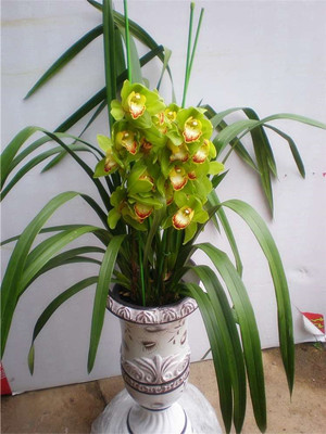 蕙兰0.5-宁波花卉出租