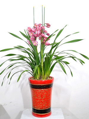 蕙兰0.5-宁波花卉出租