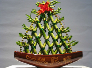 开运竹塔0.3-宁波花卉出租