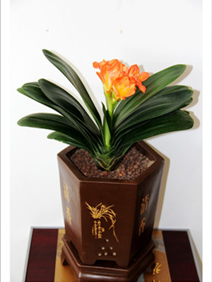 君子兰0.3-宁波花卉出租