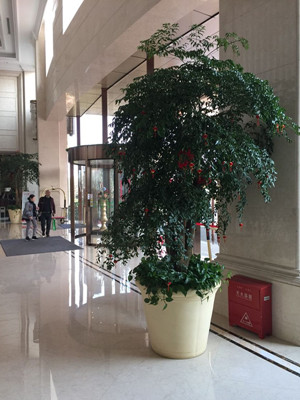 多枝幸福树2.2-宁波绿植租赁