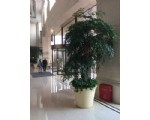 多枝幸福树2.2-宁波绿植租赁