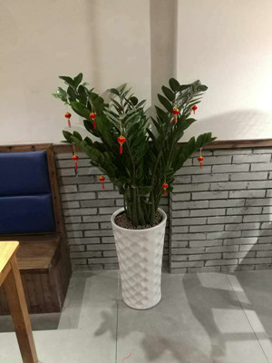 金钱树1.5-宁波绿植租赁