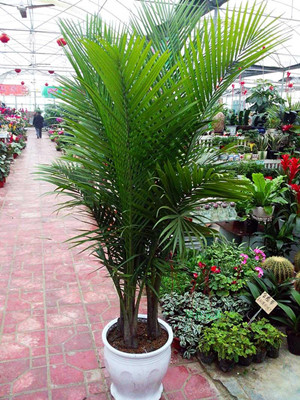 国王椰子1.8-宁波绿植租赁
