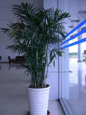 夏威夷竹1.7-宁波绿植租赁