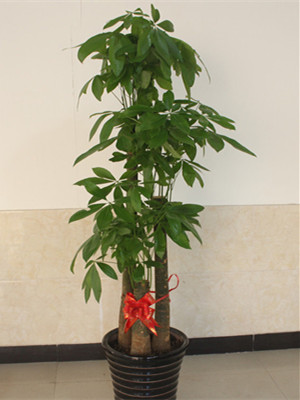 步步高发财树1.8-宁波绿植租赁
