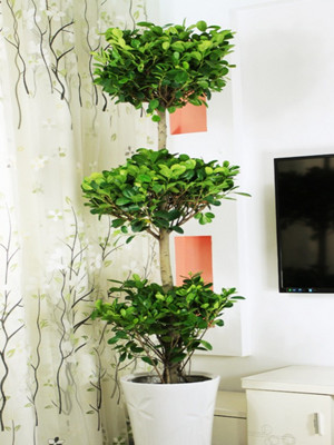 摇钱树1.7-宁波绿植租赁