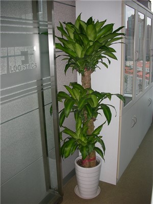 巴西木1.7-宁波绿植租赁