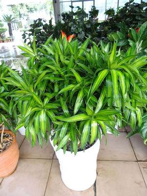 百合竹1.5-宁波绿植租赁