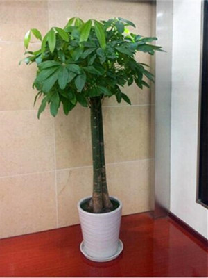 三竿发财树1.8-宁波绿植租赁