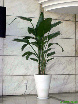 天堂鸟1.6-宁波绿植租赁