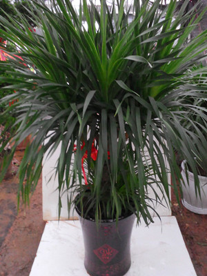 大龙须铁1.5-宁波绿植租赁