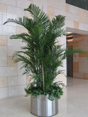 散尾葵2.5-宁波绿植租赁