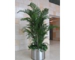 散尾葵2.5-宁波绿植租赁