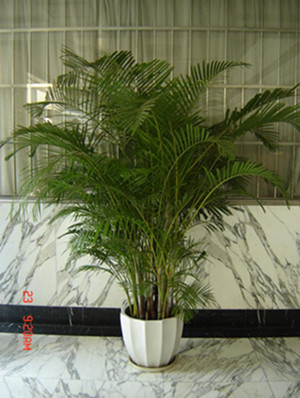 散尾葵1.7-宁波绿植租赁