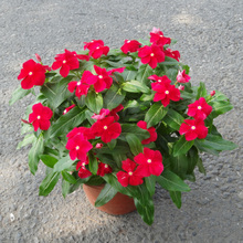 长春花-宁波绿植租赁